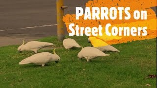 Wild Cockatoos are Australias Pigeons [upl. by Arrad]