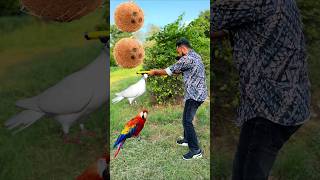 Rounding coconut to Duck Peacock Pigeonamp Parrot  Birds names magic video [upl. by Eugene]