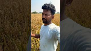 జై జవాన్ జై కిసాన్ 🌾🌾forming videos village PMcreatives8006 [upl. by Dobson]