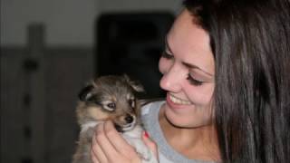 Sheltie puppies 4 weeks [upl. by Halilad741]