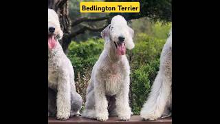 Unique Bedlington Terrier Dogs youtube youtubeshorts shorts [upl. by Annod727]