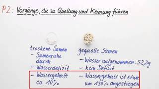 Quellung und Keimung Vorgänge die dazu führen  Biologie  Botanik [upl. by Fitalludba]