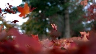 Free Slow Motion Footage Leaves Falling to Ground [upl. by Llennol]