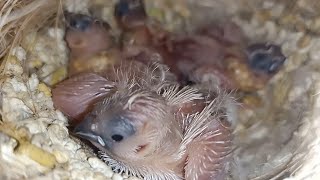 FINCH BREEDING PROGRESS VIDEO [upl. by Enamrahs]