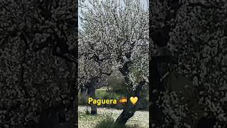 Mallorca Mandelblüte in Paguera 🇪🇸💛 funny [upl. by Gargan910]