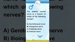 Male Reproductive System Anatomy  USMLE Prep  Drone Drill Quiz Quest  MCQ  23 [upl. by Surad]