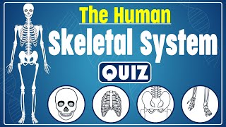 The Human Skeletal System Quiz  Explore the Human Skeleton  Identify Bones and Their Functions [upl. by Zack]