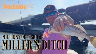 DockSide TV Millions of Fish in Millers Ditch [upl. by Hollah]