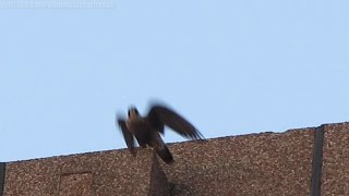 Peregrine Falcon watches over Yonge and Eglinton Toronto Aug 04 14 [upl. by Neirda261]