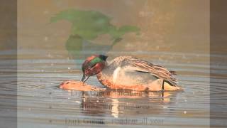 Greenwinged Teal [upl. by Lamaj]