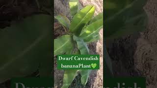 Scientific nameMusa acuminata Dwarf Cavendishbananaplantmusaplantsyoutubeshortsviralshorts🌱 [upl. by Gnet]