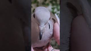 Super sweet Wild color Ringneck dove for sale WE SHIP 317 7561680 dove birds pigeon [upl. by Orbadiah188]