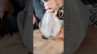 Black pamphlet fish cutting skill fishcutting powerfishcutting shorts [upl. by Ferneau426]