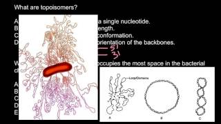 What is the DNA topoisomers [upl. by Evey33]