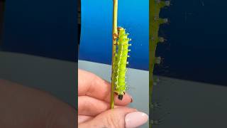 Wait Did he just 💩 caterpillarspoop caterpillar moths [upl. by Teriann]