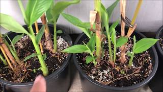 Growing WHITE GINGER LILY  Hedychium Coronarium Part 2 [upl. by Jenny515]