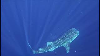 Whale Shark Ningaloo Reef [upl. by Nidla761]