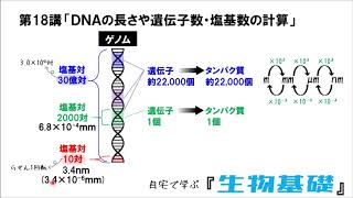 【高校講座 生物基礎】第18講「DNAの計算問題」 [upl. by Jabin]