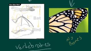 Analogous vs Homologous [upl. by Chiarra]