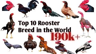 Top 10 Rooster breeds in world [upl. by Somerville]