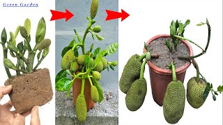 2 METHODS of propagating jackfruit trees grown in pots with outstanding growth thanks to the use of [upl. by Martita]