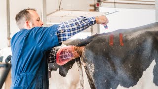 Artificial Insemination Breeding in Dairy Cows [upl. by Nnaitsirk]