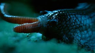 Rare Giant Snail Feasts On Earthworm  Wild New Zealand  BBC Earth [upl. by Anida]