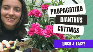 Propagating Dianthus From Cuttings Quick Guide [upl. by Turtle]