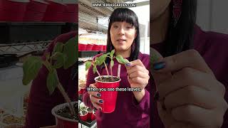 How to fertilize tomato seedlings for maximum growth and health tomato garden gardentips plants [upl. by Pride613]