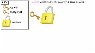 Agonist vs Antagonist [upl. by Ennaegroeg]