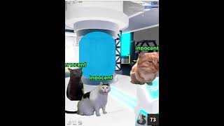 MM2 TEAMER CORE CAT memes roblox meme bloxfruits murdermystery2 catmemes cat r63 survive [upl. by Fruin]