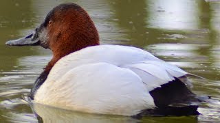 Canvasback duck dabbling for food in water at ice edge  Male [upl. by Ardnaed]