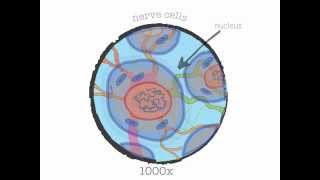 Genetics 101 Part 1 of 5 What are genes [upl. by Etessil]