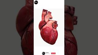 Heart heart heartstructure heartbeat fact anatomy science human humanbody regional cardiac [upl. by Doley773]