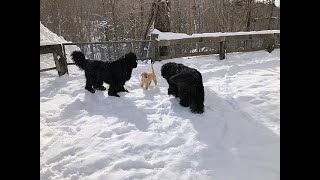 Newfoundland dogs playing with a 3monthold Golden puppy in the snow [upl. by Koal595]