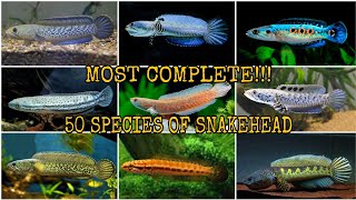 50 SPECIES OF SNAKEHEAD CHANNA [upl. by Thilde271]