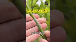 Fruit tree splice grafting youtubeshorts gardening gardeing plants shortvideo garden ai [upl. by Erodisi708]