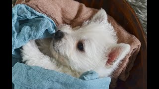 THISTLEBERRY WESTIES PUPPIES PLAYTIME AT 6 WEEKS OLD SPRING 2018 LITTER [upl. by Stelmach]