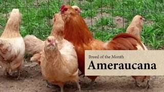 Ameraucana Chicken August Breed of the Month [upl. by Oidacra]