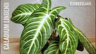 Caladium lindenii  Xanthosoma lindenii  Каладиум Линдена FlowersLand [upl. by Cirre]