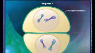 Stages of Meiosis [upl. by Yendys13]