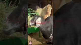 Goat breading short video [upl. by Lyudmila]