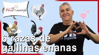 6 razas de GALLINAS ENANAS 🧡 [upl. by Notnarb]