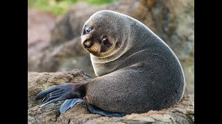 Metal detecting and a Baby seal on Pakefield beach [upl. by Chamberlain]