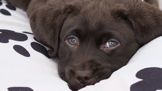 First day home 8 weeks old chocolate labrador PUPPY [upl. by Kaleb128]