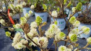 Fothergilla Mt Airy [upl. by Ttik]