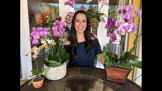 How to Care for Your Phalaenopsis Orchid  Orchid Care for Beginners  Orchid Diva [upl. by Essy]