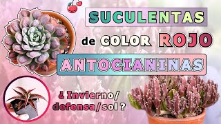 🍓 ANTOCIANINAS  ¿CÓMO tener SUCULENTAS ROJIZAS 🍇 ¿INVIERNO  BIOLOGÍA  suculentas invierno [upl. by Gnuhc]