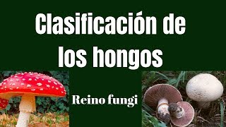 CLASIFICACIÓN DE LOS HONGOS Reino fungi [upl. by Herzberg]