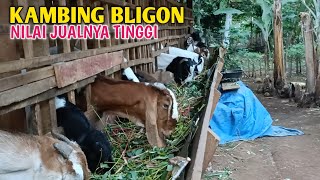 Breeding Mencetak Kambing Bligon Untungnya Lebih Banyak [upl. by Ardeahp]